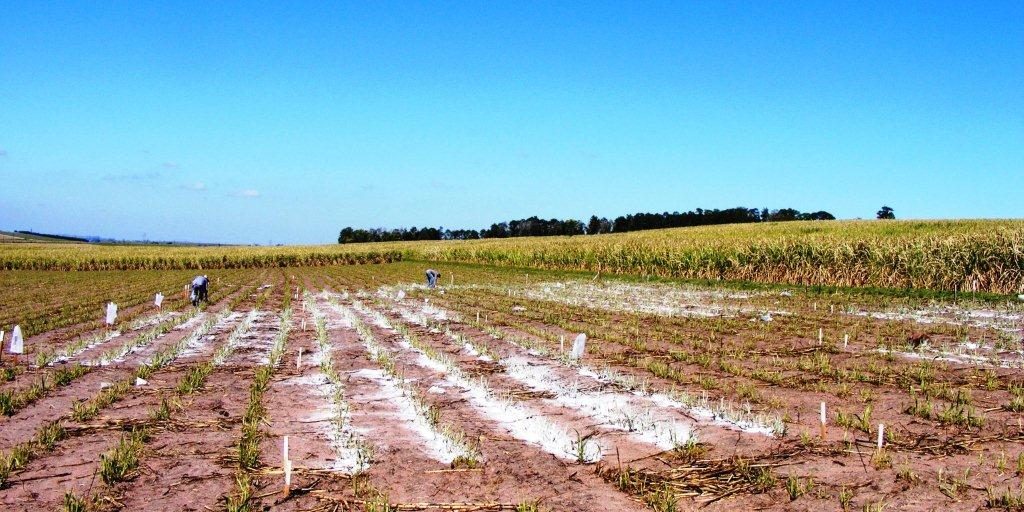 WHICH SOIL IS GOOD FOR SUGARCANE visual data 7